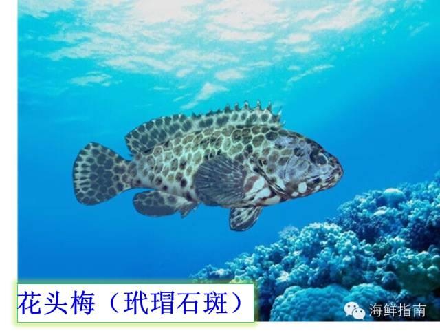 海南珍珠龙胆最新报价全面解析